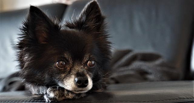 Chihuahua Rampa Cani